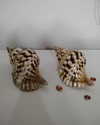 conchiglie 
