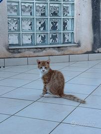 Gattini maschi