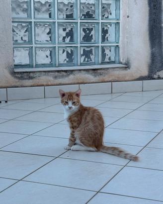 Gattini maschi