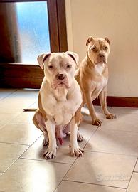 Cuccioli di pitbull red nose