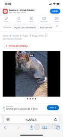 Setter inglese cucciola