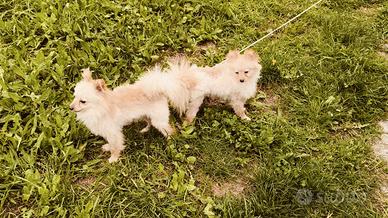 Spitz di pomerania toy