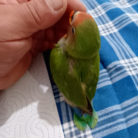 Pappagallo inseparabile allevato a mano