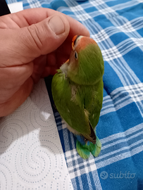 Pappagallo inseparabile allevato a mano