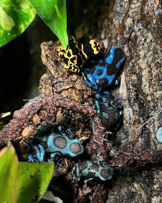 Rane freccia dal dardo dendrobates