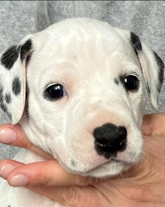 Ultima cucciola dalmata con pedigree ENCI