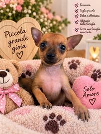 Cucciole