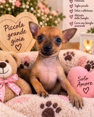 Cucciole