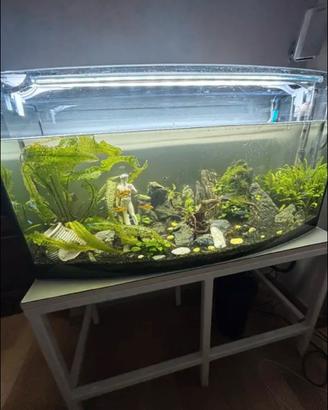 acquario 180 lt