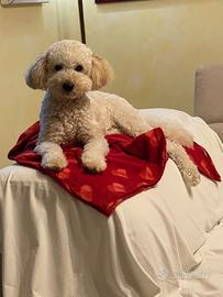 Barboncino maschio disponibile per accoppiamento