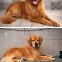 Golden Retriver linea 100% Americana