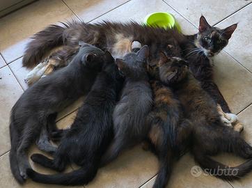 Gattini incrocio Maine Coon