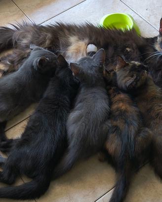 Gattini incrocio Maine Coon