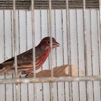 Uccellini ciuffolotti del messico