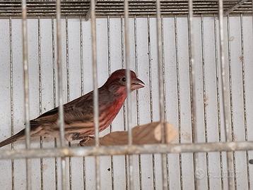 Uccellini ciuffolotti del messico