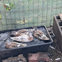 Anatre nane / Call Duck colorazione Snowy