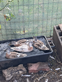 Anatre nane / Call Duck colorazione Snowy