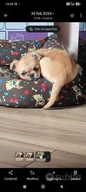 Cagnolina chiwawa