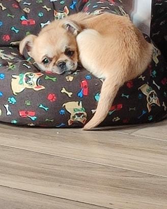 Cagnolina chiwawa