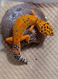 Geco Leopardino