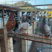 Piccioni e Conigli a Tortolì