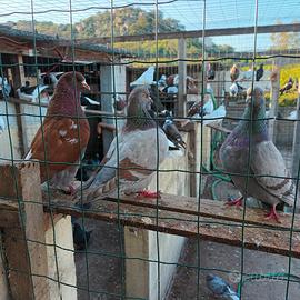 Piccioni e Conigli a Tortolì