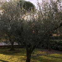 Ulivo Olivo Piante di 30 anni