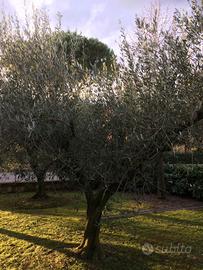 Ulivo Olivo Piante di 30 anni