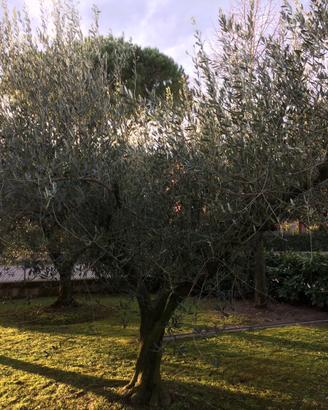 Ulivo Olivo Piante di 30 anni