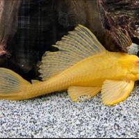 Plecostomus albino 20cm