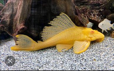 Plecostomus albino 20cm