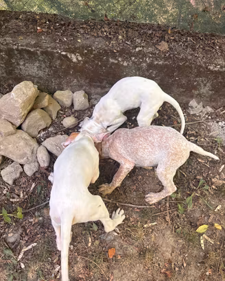 Cuccioli bracco pointer da tartufi