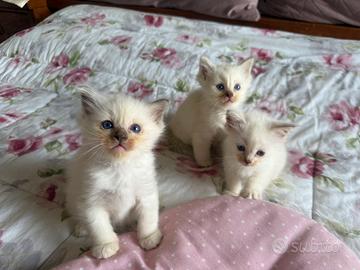Cuccioli di RAGDOLL