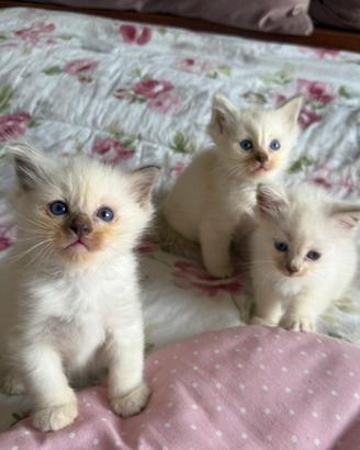 Cuccioli di RAGDOLL