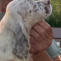 Setter inglese