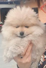 Volpino di pomerania pedigree