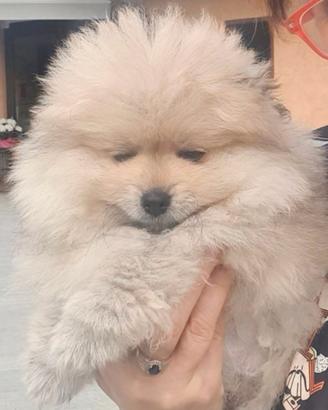 Volpino di pomerania pedigree