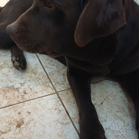 Labrador puro