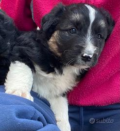 Cuccioli border collie incrocio