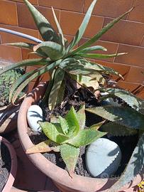 Aloe maculata media ornamentale
