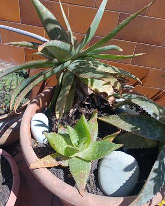 Aloe maculata media ornamentale