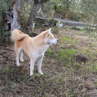 Akita inu