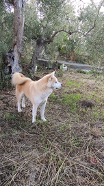 Akita inu