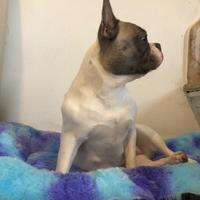 Bulldog francese
