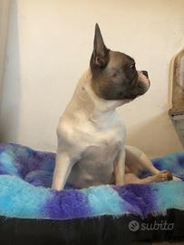 Bulldog francese