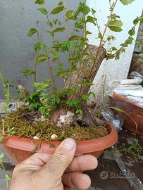 olmo pumila 