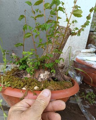 olmo pumila 