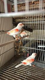 Canarini rosso mosaico