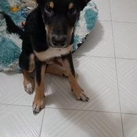 Cane maschio