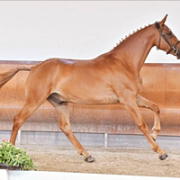 Puledro S.I. 3 anni